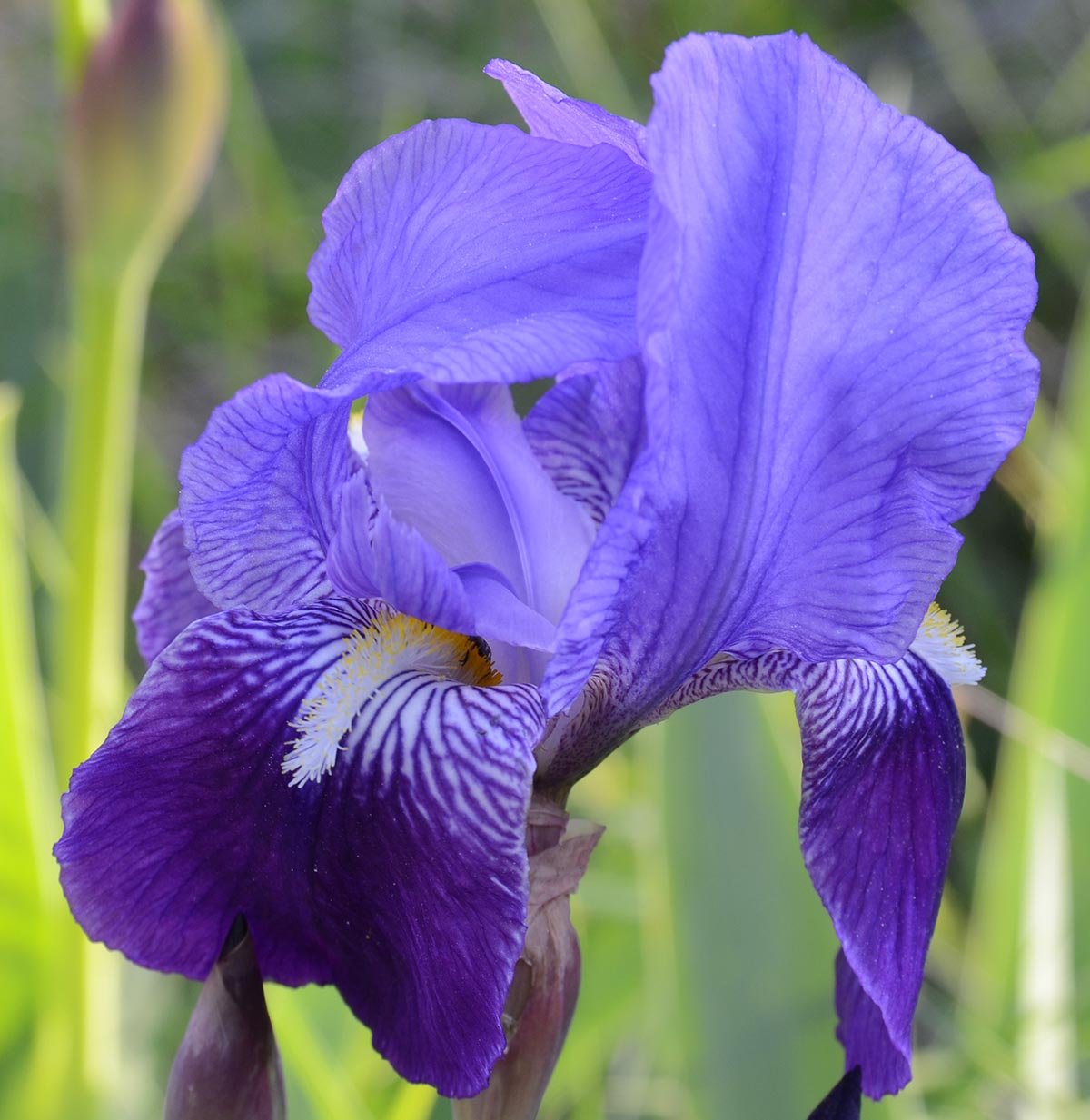 Blüte